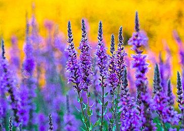 《心之眼》发布首个热修复补丁 尝试优化性能与稳定性